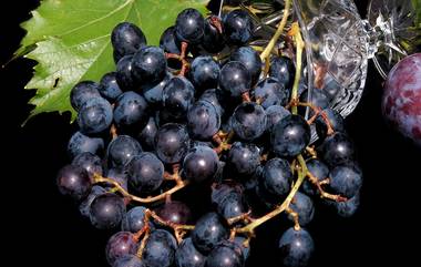 Black Grapes Health Benefits: वजन नियंत्रणाबरोबरचं हृदयाच्या आरोग्यासाठी फायदेशीर ठरतात काळे द्राक्ष; जाणून घ्या सविस्तर