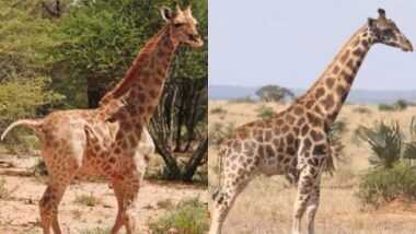 Dwarf Giraffes: पहिल्यांदाच नाम्बिया अणि युगांडा येथे आढळले बुटके जिराफ; शास्त्रज्ञांना आश्चर्याचा धक्का (See Viral Video)