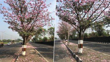 मुंबई मध्ये Eastern Express Highway बहरला  Pink Trumpet Trees ने ; पहा चेरी ब्लॉसमच्या नजार्‍याचे फोटो, व्हिडिओ