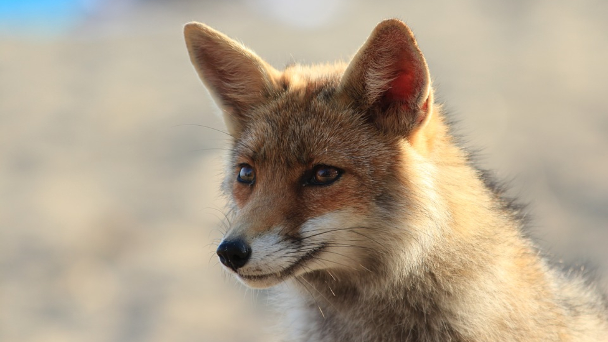 Fox Rescued In Thane: औषधांच्या दुकानात कोल्हा शिरला! वनविभागाने पकडला ...