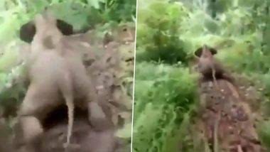 Baby Elephant Sliding Video: स्लायडिंग करताना छोट्या हत्तीचा मजेशीर व्हिडिओ व्हायरल; पाहून तुमच्याही चेहऱ्यावर खुलेल हास्य