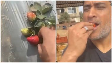 MS Dhoni याला नाही आवरला आपल्या शेतातील स्ट्रॉबेरी खाण्याचा मोह, खाऊन पहा काय म्हणाला (Watch Video)