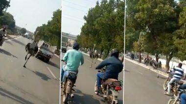 Ostrich Running on Karachi Road! प्राणीसंग्रहालयातून निसटून कराचीच्या ट्राफिकमधून धावू लागला शहामृग; जीव वाचवण्यासाठी पक्षाची धडपड (Watch Video)