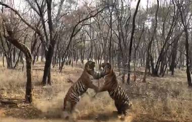 Tiger Fight Video: वाघाला भिडला वाघ, झुंज दोन वाघांची; डरकाळी सोबत नैसर्गिक संघर्षाची जबरदस्त झलक, पाहा व्हिडिओ