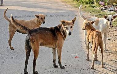 Viral Video: मिठाईच्या दुकानात कुत्र्याने घातला धुडगूस, व्हिडिओ पाहून तुम्हीही व्हाल लोटपोट