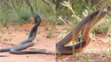 Snake Fight Viral Video: नागिन सापाला भुरळ घालण्यासाठी दोन विषारी साप आपसात भिडले; पहा जबरदस्त लढाईचा व्हायरल व्हिडिओ