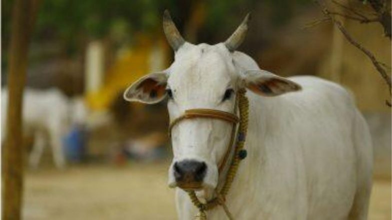 Cow Urine Phenyl: आता गोमुत्रापासून बनलेल्या फिनाईलचा वापर करून स्वच्छ होणार सरकारी कार्यालये; आदेश जारी