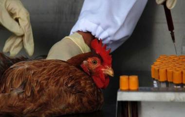 Bird Flu Alert: 'बर्ड फ्लू' चा संसर्ग टाळण्यासाठी काय करावे? अंडी-चिकन खरेदी करताना घ्या 'ही' खबरदारी