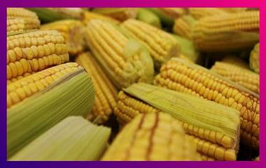 Corn Health Benefits: वजन कमी करण्यापासून, कर्करोगाचा धोका कमी करेपर्यंत 'हे' आहेत मका खाण्याचे आरोग्यदायी&nbsp; फायदे&nbsp;&nbsp;