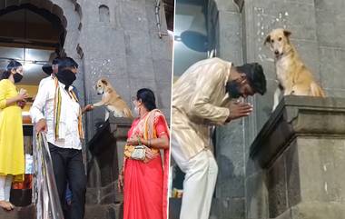 Dog Giving Blessings Viral Video: सिद्धिविनायक मंदिर सिद्धटेक च्या एक्झिट गेट भाविकांना 'आशिर्वाद' देणार्‍या कुत्र्याच्या अंदाजावर नेटकरी फिदा ( Watch Video)