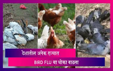 Bird Flu Update: अनेक राज्यात बर्ड फ्लू चा धोका वाढला; केरळ मध्ये 'राज्य आपत्ती’ घोषित