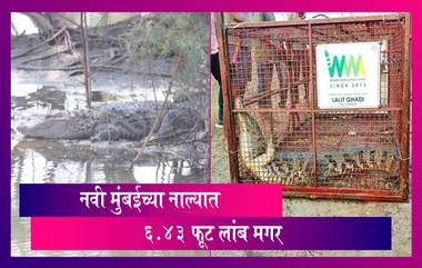 Crocodile Roaming Sewers Of Navi Mumbai Finally Rescued: नवी मुंबईच्या नाल्यात आढळली मगर