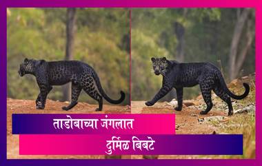 Black Leopard पुन्हा दिसला Tadoba National Park मध्ये; वाईल्ड फोटोग्राफर Anurag Gawande ने टिपले फोटो