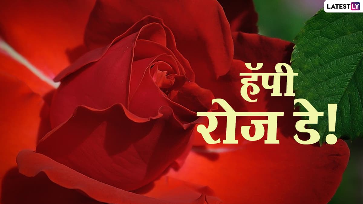 Valentine Week 2025 Day 1 Rose Day: रोझ डे चे महत्व, इतिहास आणि गुलाबाच्या वेगवेगळ्या रंगांचे अर्थ, जाणून घ्या, आजच्या दिवसाची संपूर्ण माहिती