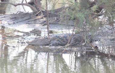 नवी मुंबईतील खाडीत वर्षभरापासून फिरत असलेल्या मगरीला अखेर बाहेर काढण्यात यश