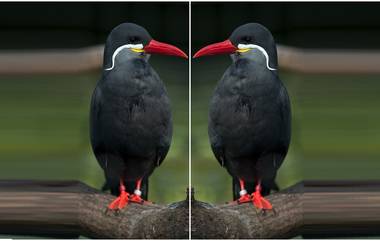 Moustache Bird Viral On Internet: मिशीवाल्या पक्षाचा फोटो इंटरनेटवर व्हायरल, लोकही म्हणतायत '‘मिशा असाव्यात तर या पक्षासारख्या'