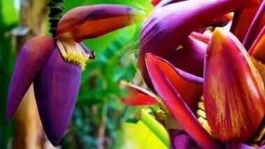 Health Benefits Of Banana Flowers: आरोग्य आणि सौंदर्यासाठी उपयुक्त आहे केळीचं फूल; जाणून घ्या आरोग्यदायी फायदे