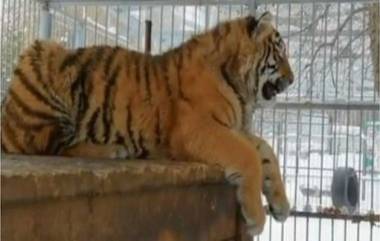 Tiger Crying and Giggling Viral Video: माकड आणि पक्ष्यांचे आवाज काढतो हा वाघ; व्हिडिओ पाहून तुम्हालाही वाटेल आश्चर्य