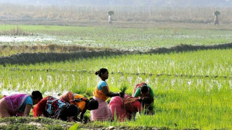 केंद्र सरकारचे शेतकऱ्यांना गिफ्ट, रब्बी शेतपिकाच्या MSP मध्ये वाढ