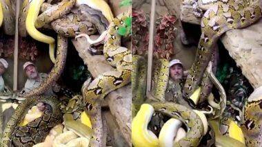 Man Surrounded By Snakes: अनेक धोकादायक सापांनी वेढलेल्या जागेत कॅमेऱ्यामध्ये बोलत राहिली व्यक्ती, अचानक... (See Viral Video)  