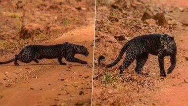 दुर्मिळ  Black Leopard पुन्हा दिसला ताडोबा नॅशनल पार्क मध्ये; वाईल्ड फोटोग्राफर Anurag Gawande ने टिपलेल्या फोटोंनी नेटकरी पुन्हा थक्क!