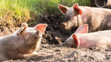 African Swine Fever: भारतात आफ्रिकन स्वाइन फिव्हरचा उद्रेक; त्रिपुरामध्ये 100 हून अधिक डुकरांचा मृत्यू, फ्लूचा मानवी आरोग्याला धोका आहे का? वाचा सविस्तर