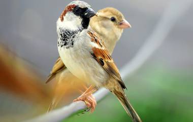 World Sparrow Day: जागतिक चिमणी दिनानिमित्त जाणून घ्या या पक्ष्यांच्या संवर्धनासंबंधी महत्त्वाची माहिती