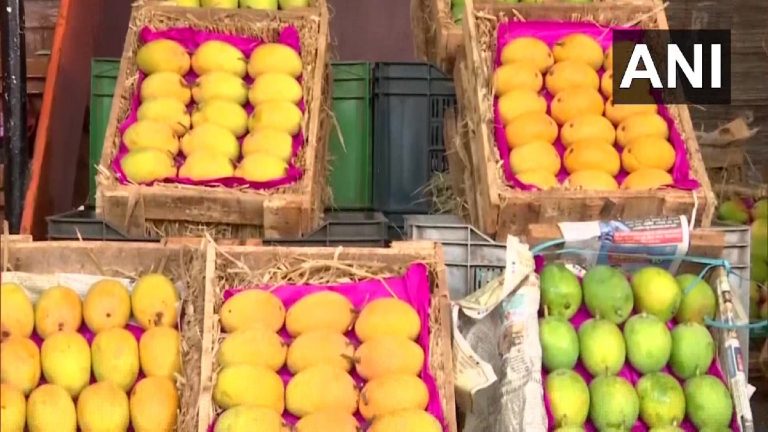 Alphonso Mangoes in Pun:  हापूस आंबा पुण्यात दाखल, मागणी, किंमत दोन्ही छान