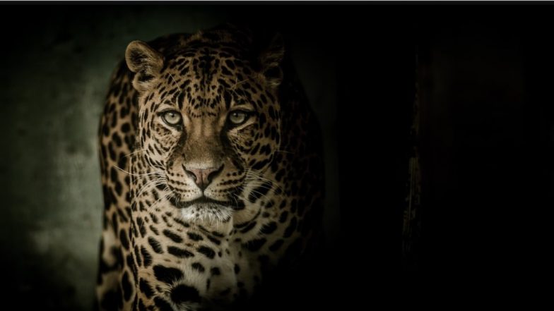 Leopard Attack in Aarey Colony: मुंबईत आरे कॉलनी परिसरात सतर्क नागरिकांमुळे बिबट्याच्या हल्ल्यातून बचावला 4 वर्षीय चिमुकला