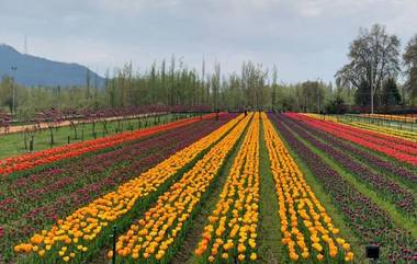 Kashmir Tulip Festival 2021 Dates:कश्मीरच्या श्रीनगर मधील  Indira Gandhi Memorial Tulip Garden मध्ये रंगणार्‍या ट्युलिप फेस्टिवल च्या यंदाच्या तारखा आणि ट्रॅव्हल टीप्स