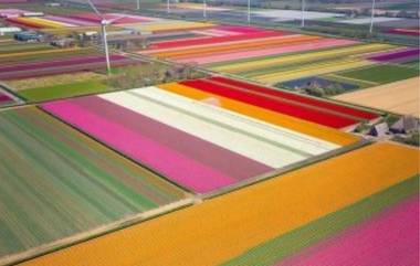 Kaas Pathaar म्हणून Amsterdam Tulip Field च्या फोटोचं उपहासात्मक ट्वीट वायरल; नेटकर्‍यांनी शेअर केले त्यांचे मजेशीर व्हर्जन्स