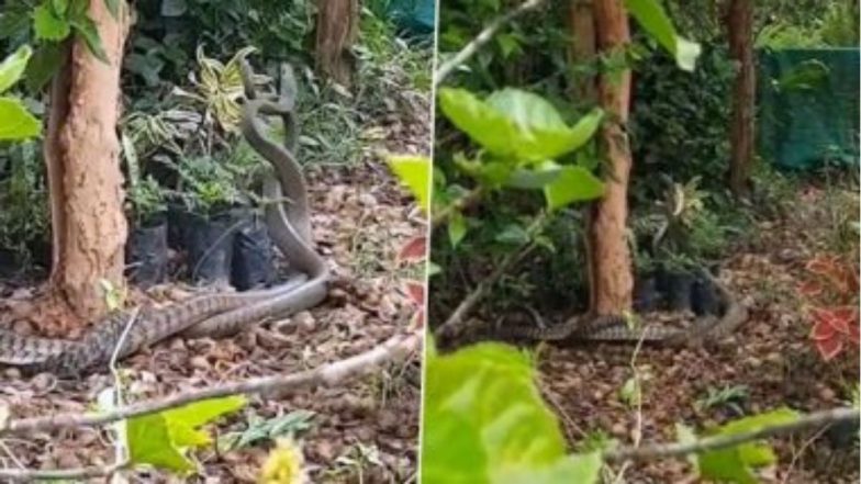 Snake Viral Video: दोन विषारी सापातील लढाई पाहून तुम्हालाही सुटेल थरकाप; पहा संपूर्ण व्हिडिओ
