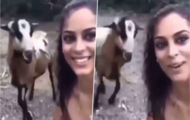 Goat Viral Video: बकरी सोबत सेल्फी घेणं महिलेला पडलं महागात; रागाच्या भरात शेळीने केला हल्ला, पहा व्हिडिओ