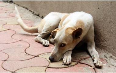 डोंबिवलीमध्ये विनामास्क फिरणाऱ्यांवर कारवाई करणाऱ्या महापालिका कर्मचाऱ्यांच्या अंगावर सोडले कुत्रे; पोलिस शिपाई जखमी