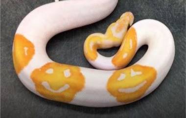 Emoji Snake Viral Video: स्माइली इमोजी असणाऱ्या सापाचा व्हिडिओ सोशल मीडियावर व्हायरल; अनोखा साप पाहून तुम्हीही व्हाल हैराण