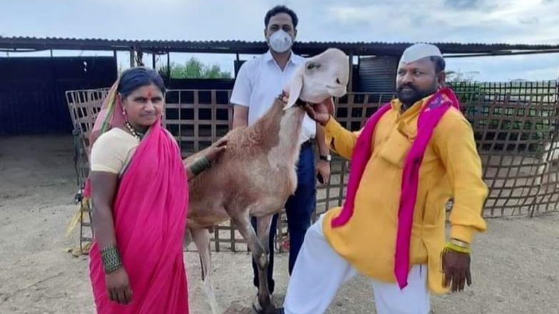 सोलापूर: 71 लाखांची बोली लागलेल्या सर्जा मेंढ्याचा मृत्यू