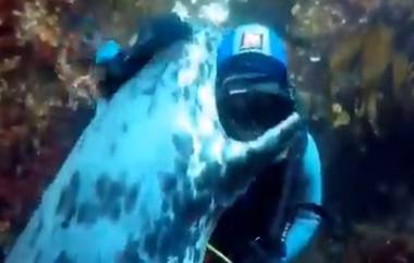 Dolphin Hug Viral Video: डॉल्फिन ने मारली पाणबुड्याला मिठी; पहा मानव आणि प्राण्यातील प्रेमाचा 'हा' अनोखा व्हिडिओ