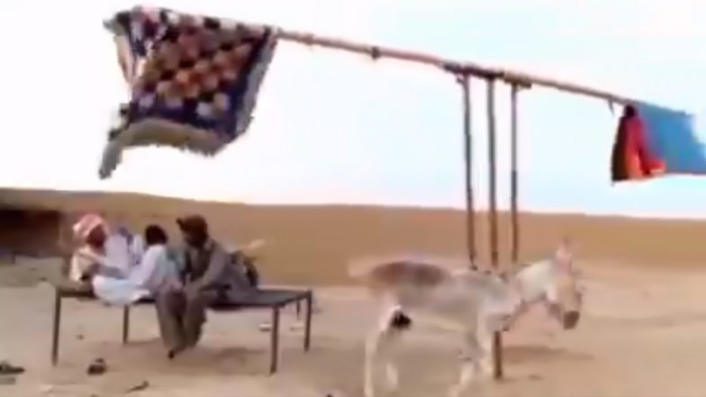 उन्हाची काहिली कमी करण्यासाठी प्राण्यांना अमानुषपणे वागणूक? वायरल 'देसी जुगाड' वर नेटकरी भडकले