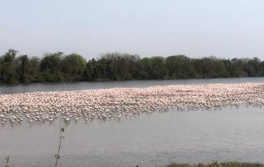 नवी मुंबईतील खाडीत मोठ्या संख्येने फ्लेमिंगो पक्षांचे आगमन, पहा फोटो