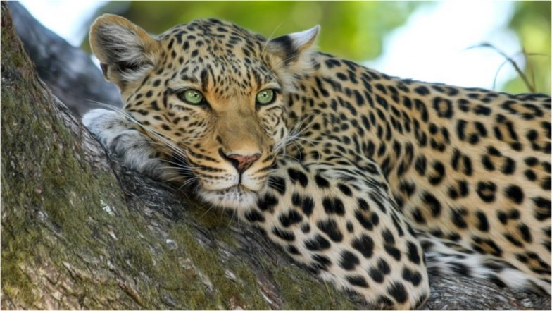 Leopards in Nashik: वन क्षेत्रपाल जखमी, मोठ्या थरारानंतर नाशिक शहरातील नरसिंह नगर परिसरात बिबट्या जेरबंद