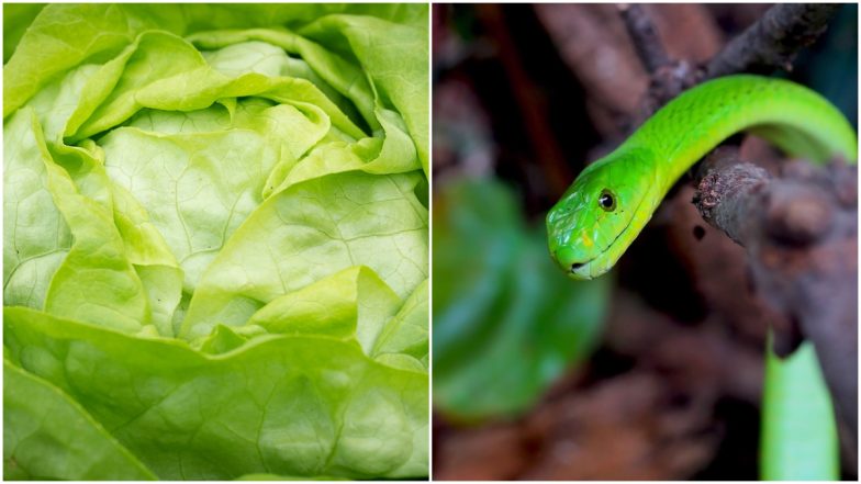 Lettuce Pack मधून निघाला विषारी साप, कुटुंबीयांची भीतीने उडाली गाळण