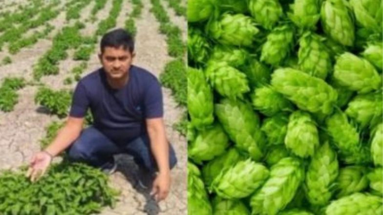 Bihar: बिहारमध्ये जगातील सर्वात महागड्या Hop-Shoots भाजीच्या शेतीचा दावा खोटा; चौकशीदरम्यान झाला धक्कादायक खुलासा