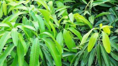 Mango Leaves Benefits: आंब्याची पाने वरदानापेक्षा कमी नाहीत,जाणून घ्या कोणत्या आजारावर आहेत गुणकारी  