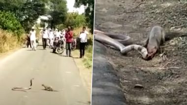 महाराष्ट्रातील बुलढाण्यात रस्त्याच्या मधोमध साप आणि मुंगूस यांचे जोरदार भांडण; Viral Video मध्ये बघा कोण कोणावर पडले भारी