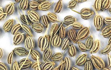 Health Benefit Of  Ajwain Water: पोटांचे विकार दूर करण्यापासून, वजन कमी करेपर्यंत आरोग्याच्या अनेक तक्रारींवर गुणकारी आहे 'ओव्याचे पाणी' , जाणून घ्या फायदे 