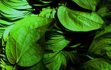 Betel Leaf Benefit: अनेक गुणांनी भरपूर असते विडयाचे पान; जाणून घ्या फायदे 