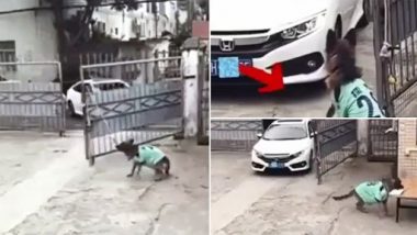 Dog Viral Video: चक्क कुत्रा करतोय सिक्युरीटी गार्डची ड्युटी; गेट उघडण्यापासून ते रजिस्टरमध्ये एन्ट्री करण्यापर्यंत चोख करतोय काम, पहा व्हिडिओ
