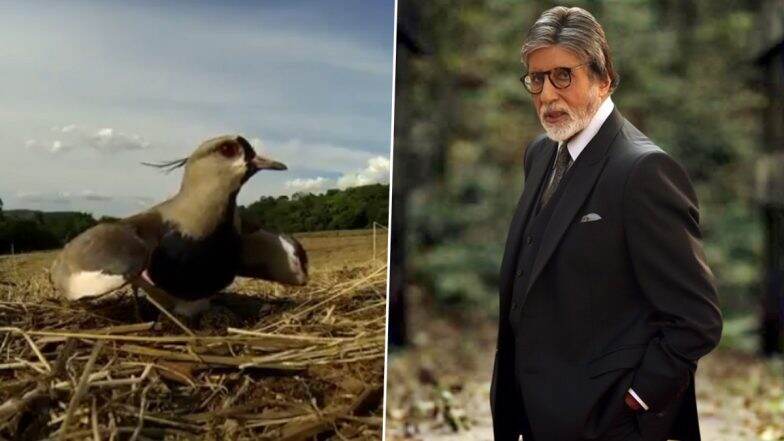 Amitabh Bachchan यांनी एका पक्ष्याचा सुंदर व्हिडिओ शेअर करुन चाहत्यांना दिल्या Mother's Day च्या शुभेच्छा, Watch Video
