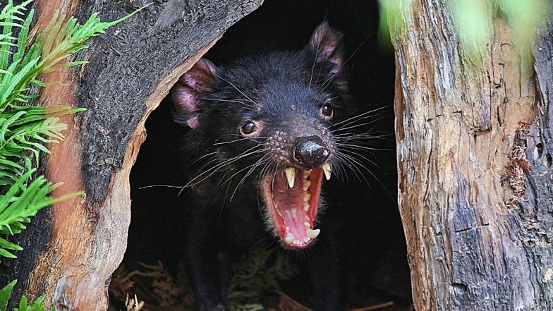Tasmanian Devils: काय सांगता? तब्बल 3000 वर्षानंतर ऑस्ट्रेलियाच्या जंगलात 'तस्मानियन डेव्हिल्स'चा जन्म; विलुप्त झाली होती प्रजाती