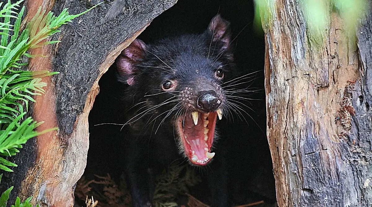 Tasmanian Devils: काय सांगता? तब्बल 3000 वर्षानंतर ऑस्ट्रेलियाच्या जंगलात 'तस्मानियन डेव्हिल्स'चा जन्म; विलुप्त झाली होती प्रजाती